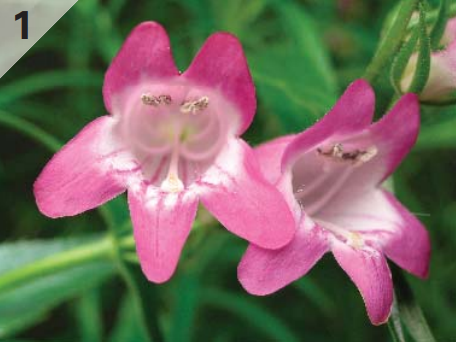 Penstemon fig1